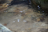camp30 (171)_thumb.png